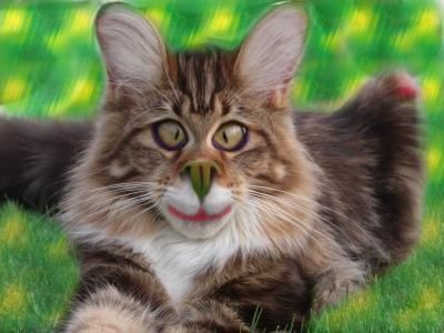 cul de chat